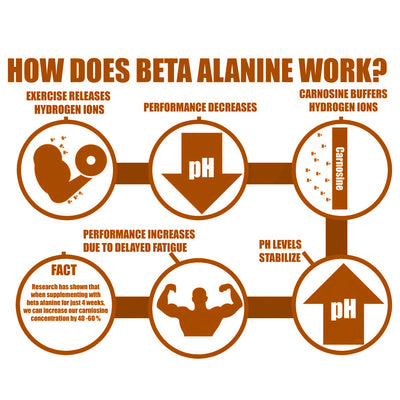 Beta Alanine 1000 Grams